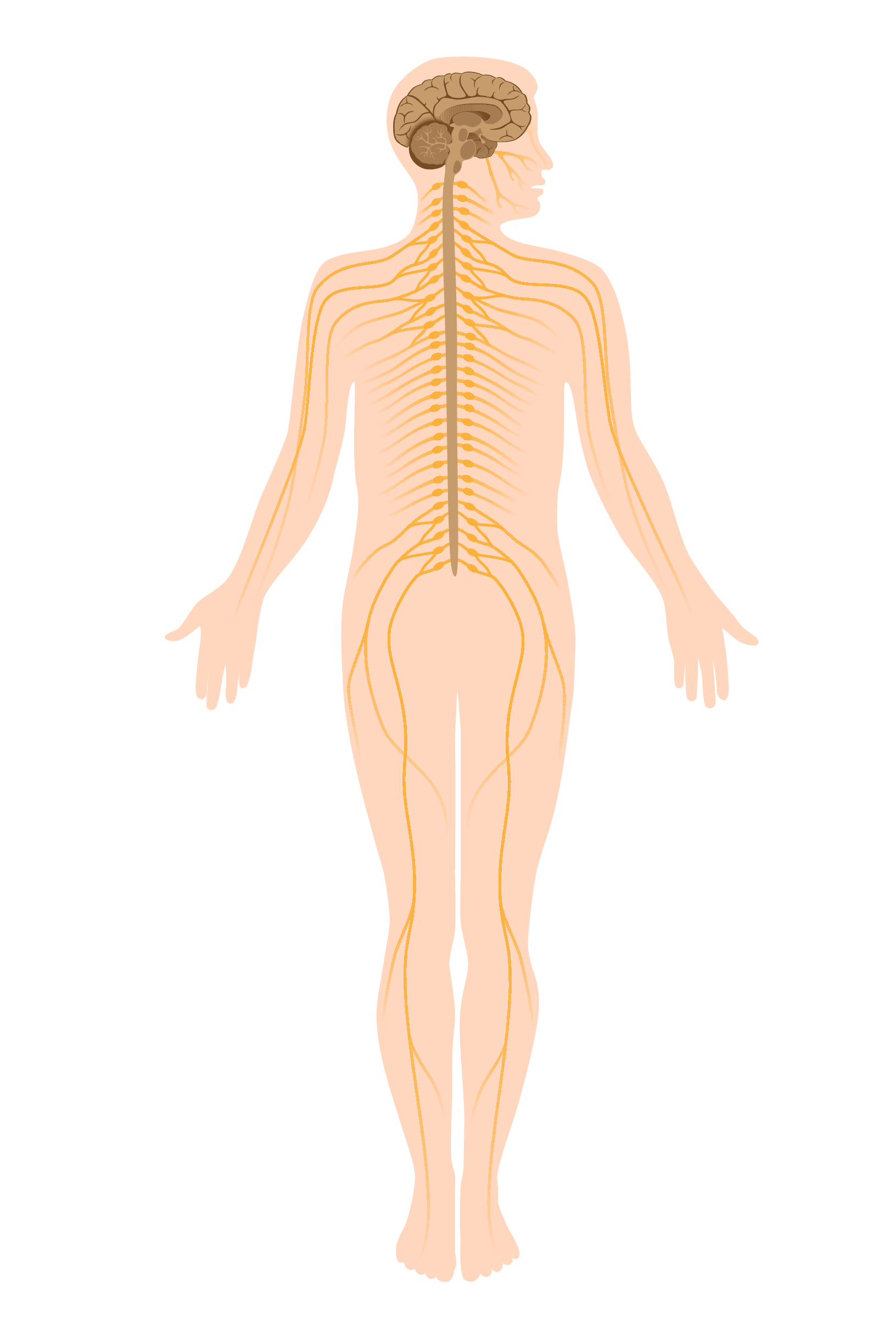 The central and peripheral nervous system. 